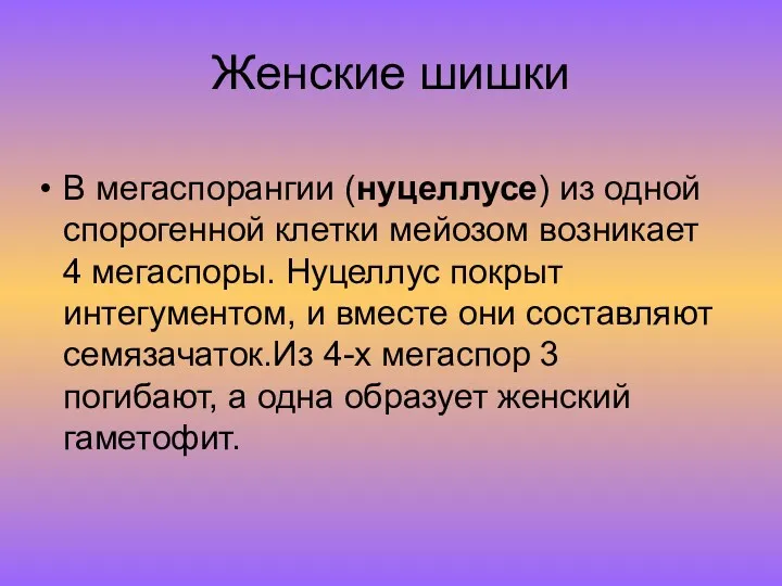 Женские шишки В мегаспорангии (нуцеллусе) из одной спорогенной клетки мейозом