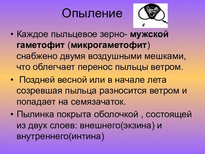 Опыление Каждое пыльцевое зерно- мужской гаметофит (микрогаметофит) снабжено двумя воздушными