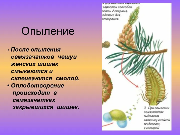 Опыление После опыления семязачатков чешуи женских шишек смыкаются и склеиваются