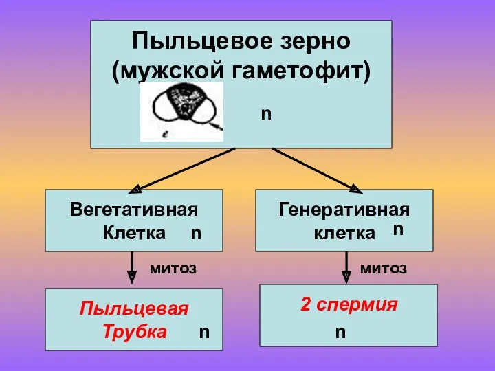 Пыльцевое зерно (мужской гаметофит) Пыльцевая Трубка Генеративная клетка Вегетативная Клетка