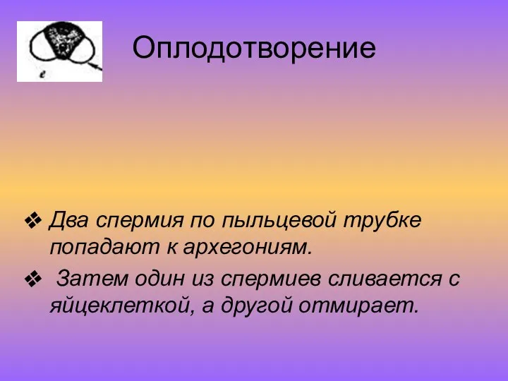 Оплодотворение Два спермия по пыльцевой трубке попадают к архегониям. Затем