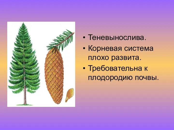 Теневынослива. Корневая система плохо развита. Требовательна к плодородию почвы.