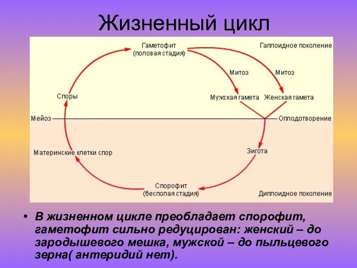 Жизненный цикл В жизненном цикле преобладает спорофит, гаметофит сильно редуцирован: женский – до