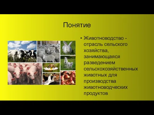 Понятие Животноводство - отрасль сельского хозяйства, занимающаяся разведением сельскохозяйственных животных для производства животноводческих продуктов