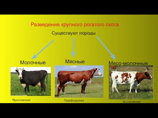 Разведение крупного рогатого скота Существуют породы Молочные Мясные Мясо-молочные Ярославская Герефордская Костромская