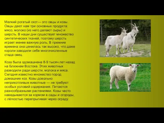Мелкий рогатый скот— это овцы и козы. Овцы дают нам три основных продукта: