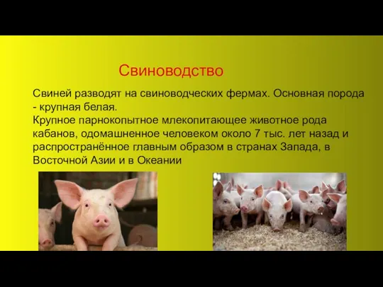 Свиноводство Свиней разводят на свиноводческих фермах. Основная порода - крупная