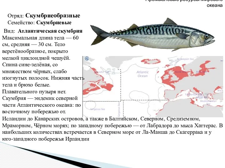 Промысловые ресурсы Мирового океана Отряд: Скумбриеобразные Семейство: Скумбриевые Вид: Атлантическая