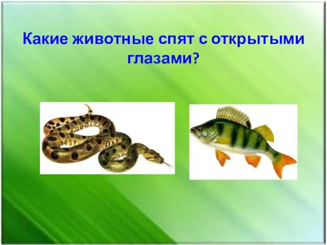 Какие животные спят с открытыми глазами?