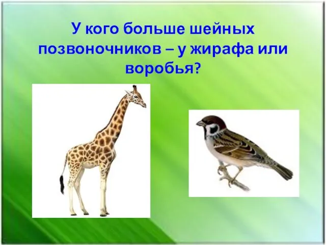 У кого больше шейных позвоночников – у жирафа или воробья?