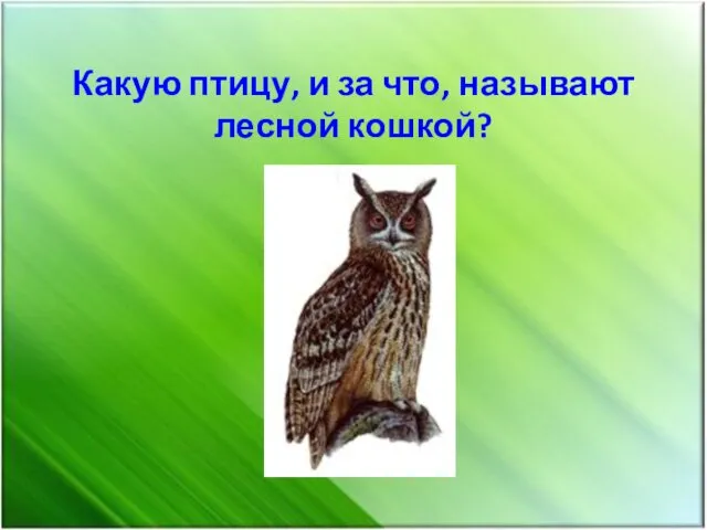 Какую птицу, и за что, называют лесной кошкой?