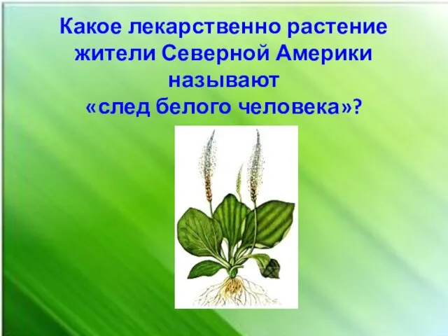 Какое лекарственно растение жители Северной Америки называют «след белого человека»?