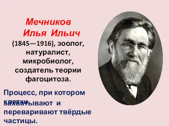 Мечников Илья Ильич (1845—1916), зоолог, натуралист, микробиолог, создатель теории фагоцитоза.