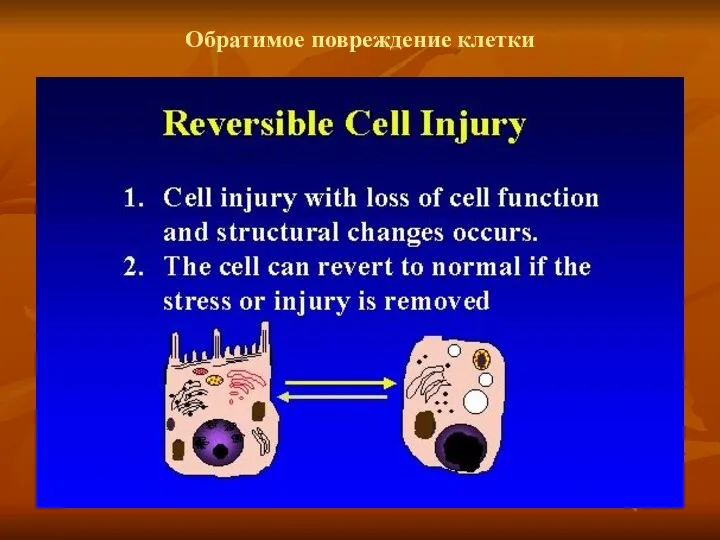 Обратимое повреждение клетки