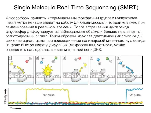 Single Molecule Real-Time Sequencing (SMRT) Флюорофоры пришиты к терминальным фосфатным группам нуклеотидов. Такая