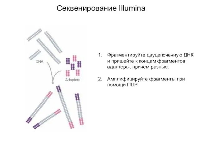 Секвенирование Illumina Фрагментируйте двуцепочечную ДНК и пришейте к концам фрагментов адаптеры, причем разные.