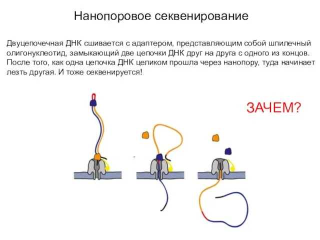 Нанопоровое секвенирование Двуцепочечная ДНК сшивается с адаптером, представляющим собой шпилечный