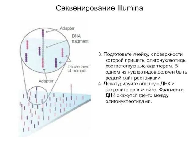 Секвенирование Illumina 3. Подготовьте ячейку, к поверхности которой пришиты олигонуклеотиды, соответствующие адаптерам. В