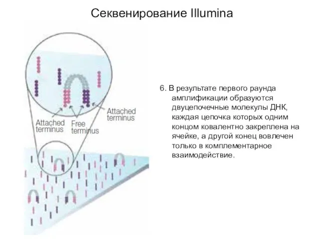 6. В результате первого раунда амплификации образуются двуцепочечные молекулы ДНК, каждая цепочка которых