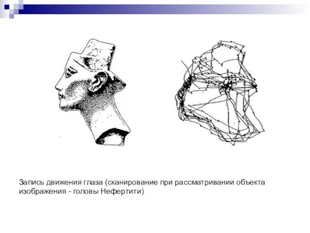 Запись движения глаза (сканирование при рассматривании объекта изображения - головы Нефертити)