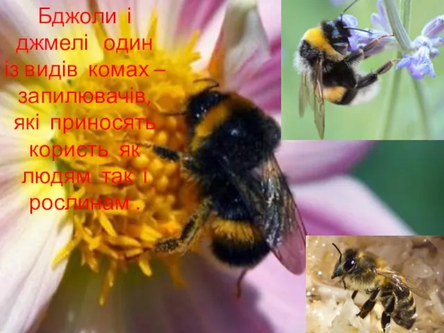 Бджоли і джмелі один із видів комах – запилювачів, які приносять користь як