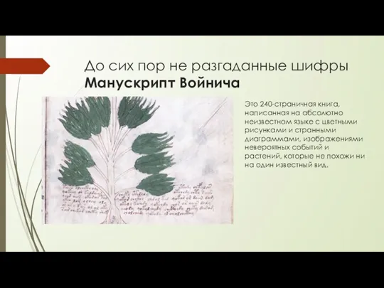 До сих пор не разгаданные шифры Манускрипт Войнича Это 240-страничная