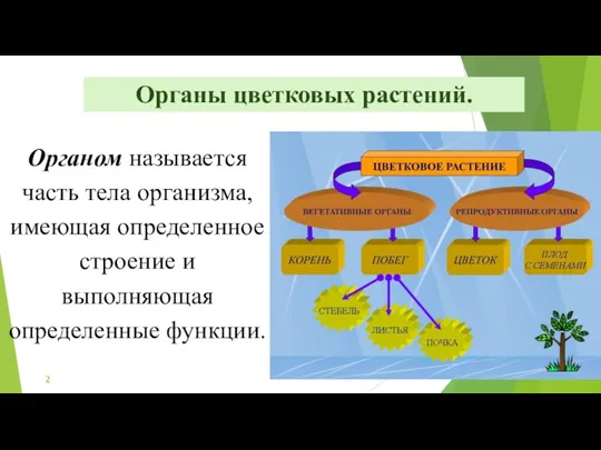 Органом называется часть тела организма, имеющая определенное строение и выполняющая определенные функции. Органы цветковых растений.