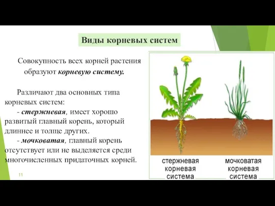 Виды корневых систем Совокупность всех корней растения образуют корневую систему.