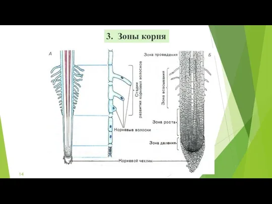 3. Зоны корня