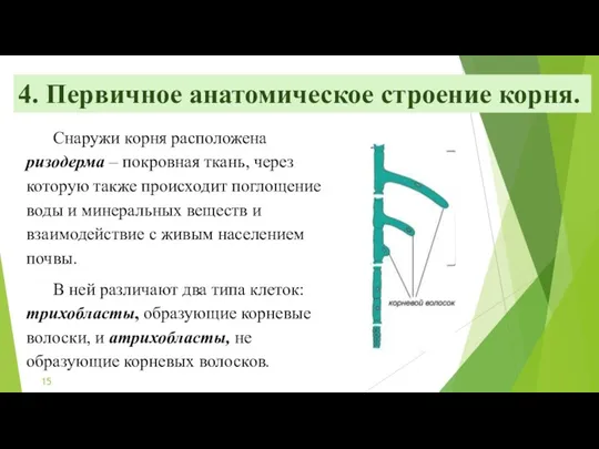 4. Первичное анатомическое строение корня. Снаружи корня расположена ризодерма –