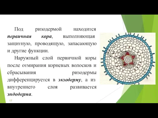 Под ризодермой находится первичная кора, выполняющая защитную, проводящую, запасающую и