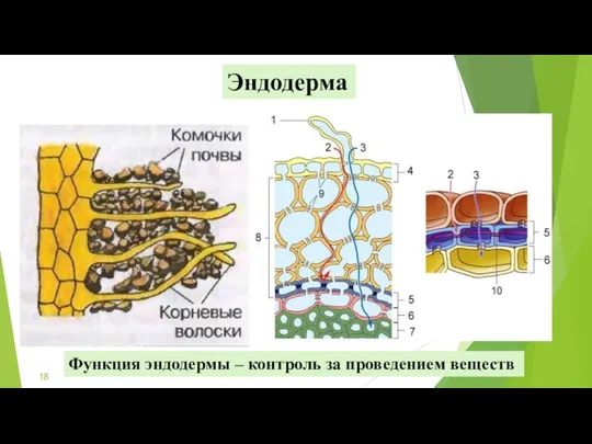 Функция эндодермы – контроль за проведением веществ Эндодерма