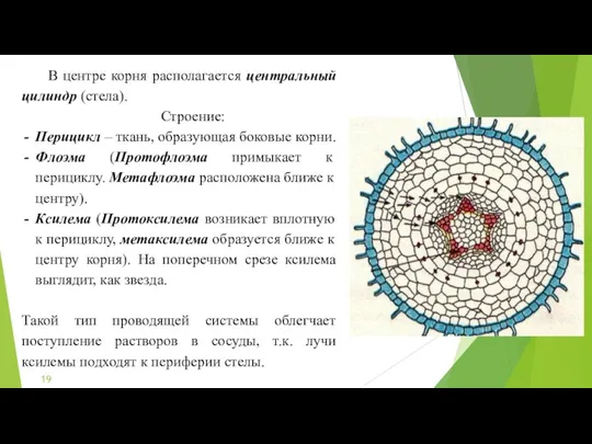 В центре корня располагается центральный цилиндр (стела). Строение: Перицикл –