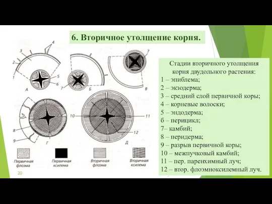 Стадии вторичного утолщения корня двудольного растения: 1 – эпиблема; 2