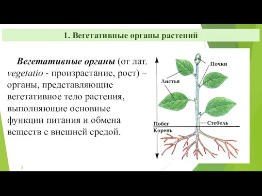 1. Вегетативные органы растений Вегетативные органы (от лат. vegetatiо -