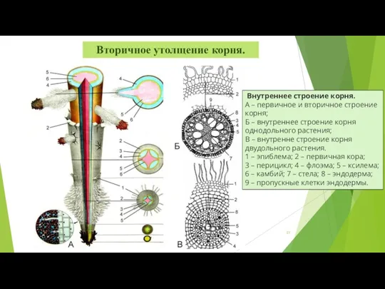 Внутреннее строение корня. А – первичное и вторичное строение корня;