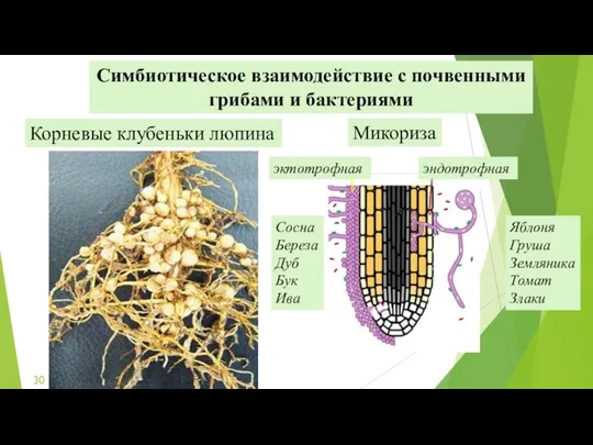 Корневые клубеньки люпина Микориза Симбиотическое взаимодействие с почвенными грибами и