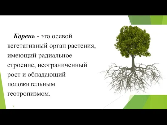 Корень - это осевой вегетативный орган растения, имеющий радиальное строение, неограниченный рост и обладающий положительным геотропизмом.