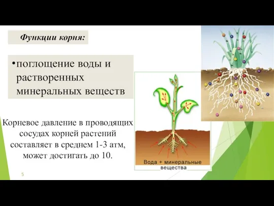 поглощение воды и растворенных минеральных веществ Функции корня: Корневое давление