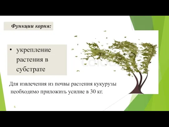 укрепление растения в субстрате Функции корня: Для извлечения из почвы