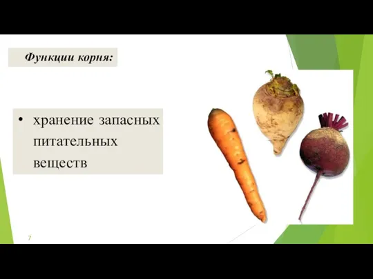 хранение запасных питательных веществ Функции корня: