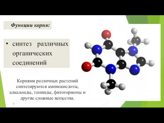 синтез различных органических соединений Функции корня: Корнями различных растений синтезируются