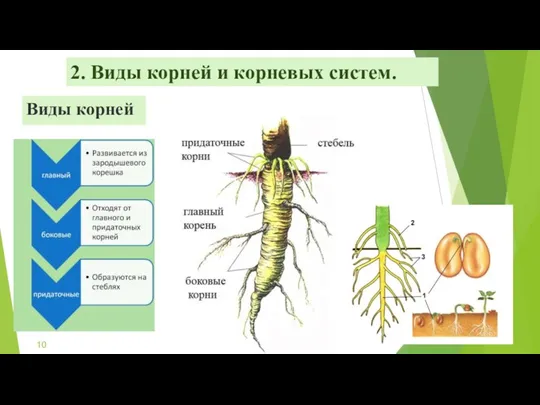 Виды корней 2. Виды корней и корневых систем.