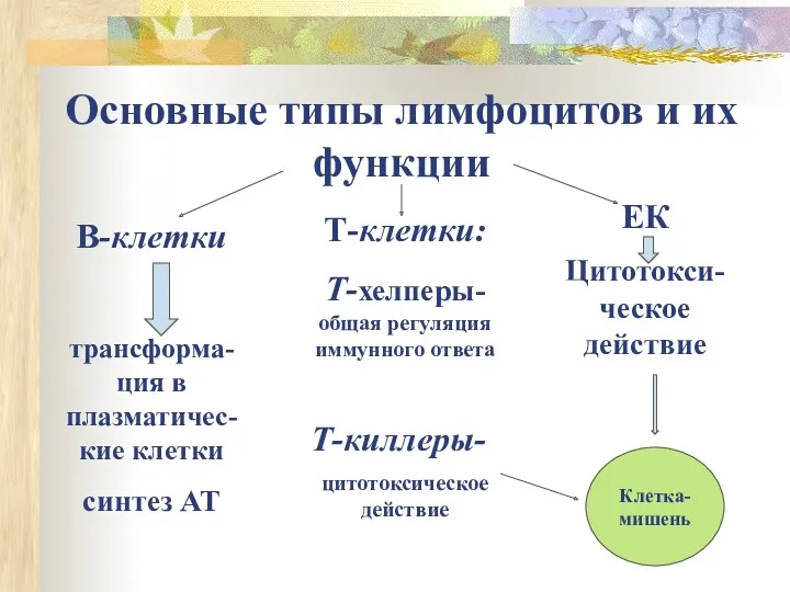 Основные типы лимфоцитов и их функции В-клетки трансформа-ция в плазматичес-кие