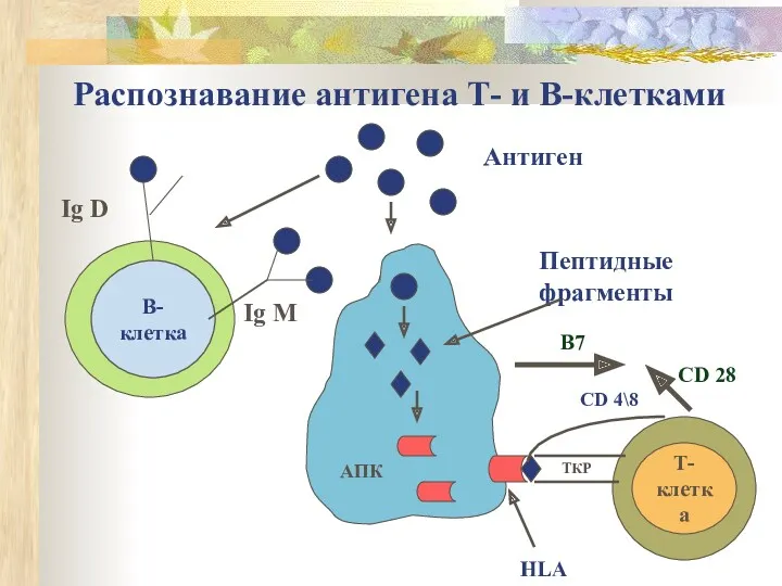 Распознавание антигена Т- и В-клетками В-клетка Т-клетка Антиген Пептидные фрагменты