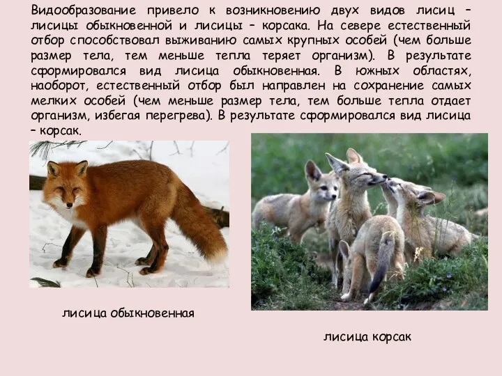 Видообразование привело к возникновению двух видов лисиц – лисицы обыкновенной и лисицы –