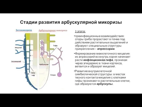 Стадии развития арбускулярной микоризы 3 этапа: преинфекционные взаимодействия: споры гриба прорастают в почве