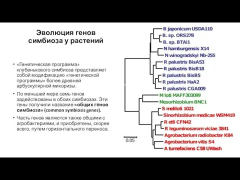 Эволюция генов симбиоза у растений «Генетическая программа» клубенькового симбиоза представляет собой модификацию «генетической