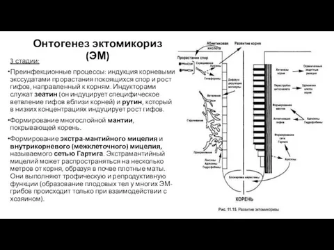 Онтогенез эктомикориз (ЭМ) 3 стадии: Преинфекционные процессы: индукция корневыми экссудатами прорастания покоящихся спор