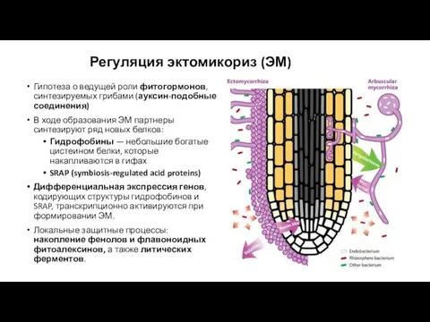 Гипотеза о ведущей роли фитогормонов, синтезируемых грибами (ауксин-подобные соединения) В ходе образования ЭМ